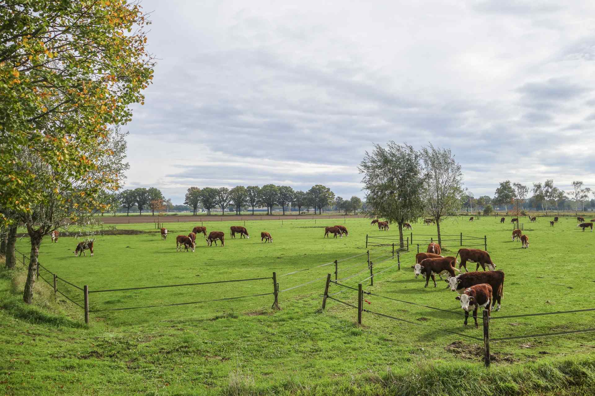 Verblijf op de boerderij